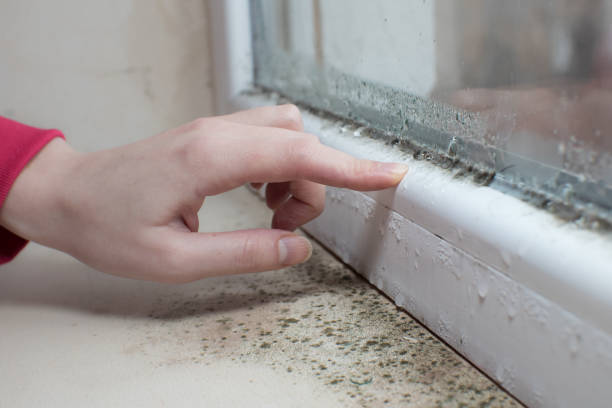 Best Basement Mold Removal  in Waukomis, OK