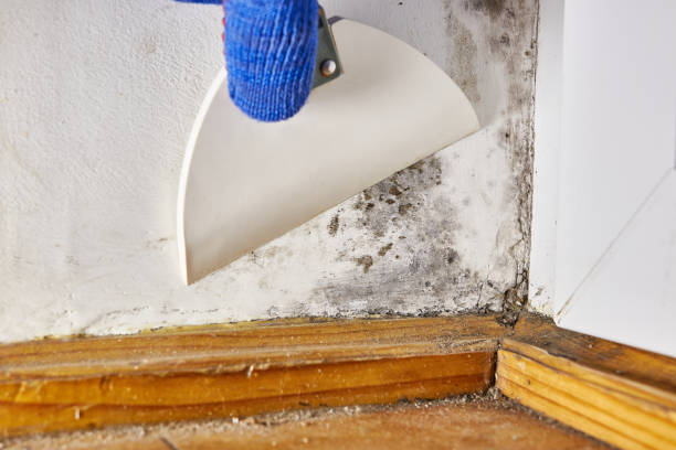 Best Asbestos and Lead Testing During Mold Inspection  in Waukomis, OK