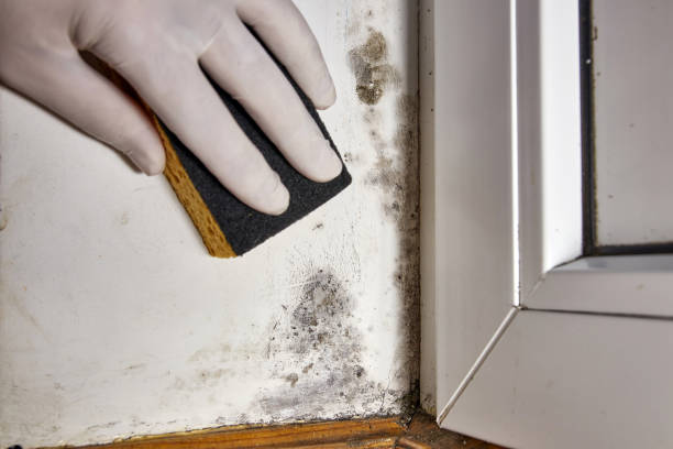 Best HVAC Mold Inspection and Cleaning  in Waukomis, OK